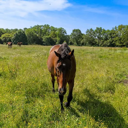 Manoir De L'aisnerie Le Pavillon Prázdninový dům *